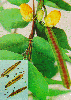 Vọng Giang Nam