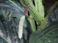 Cây tất bạt