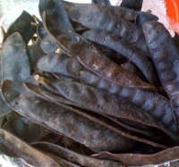 Quả bồ kết