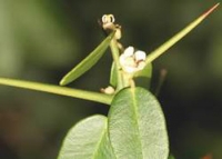 Cây gai tầm xoọng