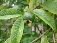 Lá ổi, công dụng lá ổi, địa chỉ bán lá ổi