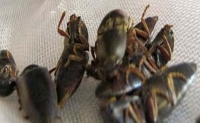 Công dụng con bổ củi