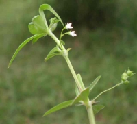 Cỏ lưỡi rắn chữa bệnh ung thư