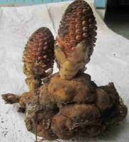 Nấm Ngọc cẩu chữa bệnh yếu sinh lý, liệt dương, suất tinh sớm