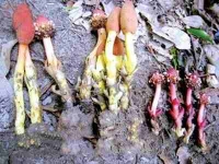 Tỏa dương dương là cây gì có tác dụng chữa yếu sinh lý hay không