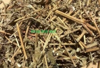 Cây cỏ xước chữa bệnh thoái hóa xương khớp
