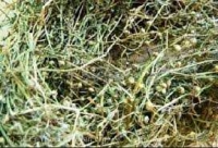 Tìm hiểu về cây bạch hoa xà