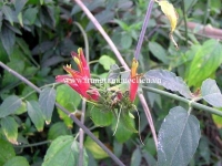 Chữa ung thư hạch bằng cây bìm bịp