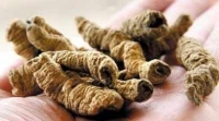 Địa chỉ bán ba kích tím