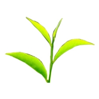 ĐỊA CHỈ BÁN THẢO DƯỢC TẠI BẮC GIANG