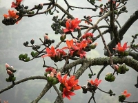 Bài thuốc từ vỏ cây gạo và dứa dại chữa chứng thừa cân, béo phì
