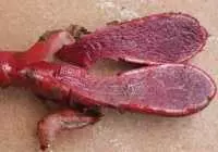 Địa chỉ bán nấm ngọc cẩu tại thành phố hồ chí minh