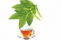 Lá ổi chữa bệnh gì