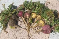 Tạc dụng của sâm maca peru