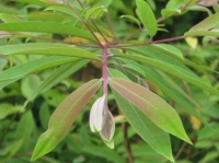 Cây đỏ ngọn chữa bệnh gì