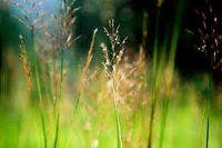 Tác dụng cây cỏ may