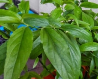 Mua cây bìm bịp ở đâu