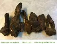 Địa chỉ bán nấm ngọc cẩu tại tây phong lĩnh