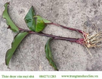 Cây dong riềng đỏ và dong riềng làm miến có gì khác nhàu