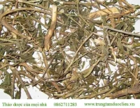 Chữa ung thư bằng cây dừa cạn