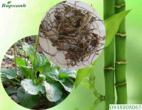 Cây mã đề chữa bệnh gì