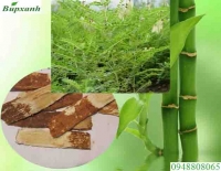 Cây hoàng kỳ bán ở đâu
