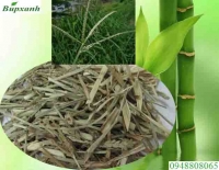 Mua cỏ mần trầu ở đâu