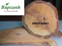 Mua cây cỏ máu ở đâu