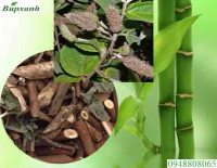 Những ai nên sử dụng cây an xoa