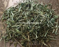 Cây bìm bịp chữa ụng thư hạch, ung thư vú