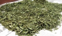 Cây cỏ ngọt bán ở đâu