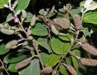 Thoát khỏi ung thư gan nhờ kết hợp cây an xoa với thảo dược khác