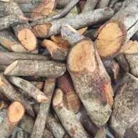 Cây tơm trơng có chữa bệnh gút