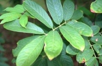 Sử dụng dây thuốc cá chữa ung thư phổi
