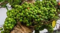 Chữa sỏi mật từ quả sung khô
