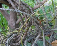 Dây cóc chữa bệnh gì