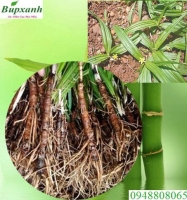 Địa chỉ bán tiên mao