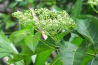 Mua cây vọng cách ở đâu