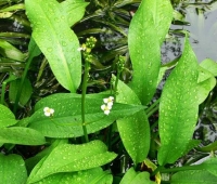 Cây thuốc quý cho người bệnh gút