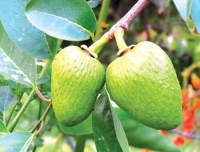 Cây bình bát chữa lao phổi