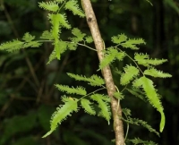 Phân biệt 2 loại thạch vĩ