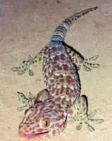 Cáp giới thường sử dụng chữa bệnh gì