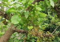 Chùm gửi chữa bệnh gì