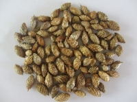 Quả ké đầu ngựa chữa viêm xoang ung bướu