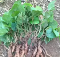 Cách điều trị mụn hiệu quả bằng thảo dược