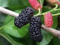 Rễ cây dâu tắm có sử dụng làm thuốc được không
