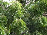 Mua lá sầu đâu ở đâu chữa giảm tiểu cầu