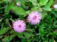 Cây mắc cỡ chữa đau nhức hiệu quả