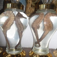 Mua cá ngựa ở đâu để điều trị sinh lý