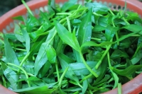 Mua cây thài lài ở đâu chữa đái buốt